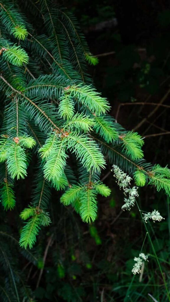 A fir tree branch shows new growth near the tips. The new growth is lighter green than the other dark green needles.