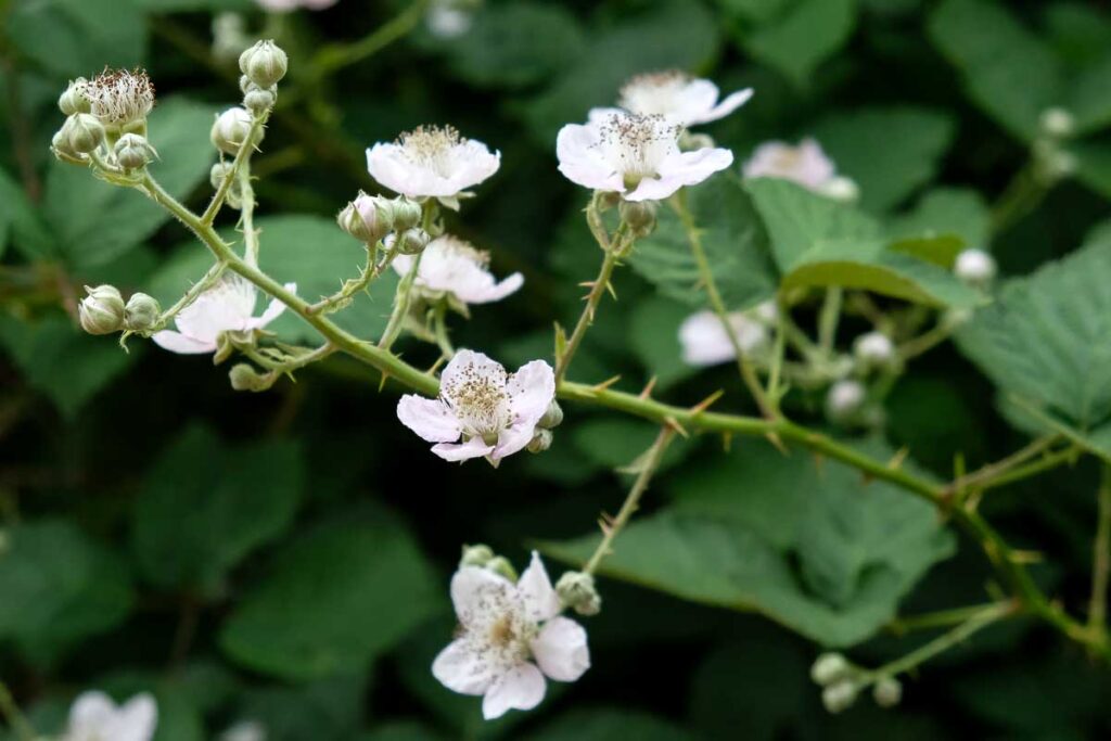 Himalayan blackberry flower. A 5 petal flower, white with a pink blush, on stems with thorns and backed by large dark green leaves