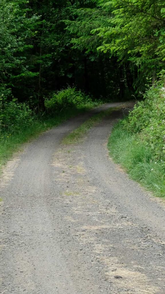 Life is a Journey A gravel road curves to the right, going from sunshine into the shadow of trees.