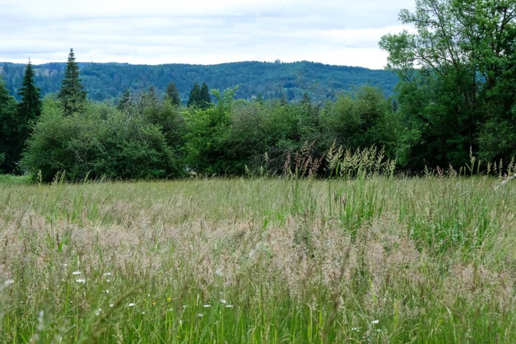 Website Pics-10 Green field with grass in flower and a gentle mountain range in the background