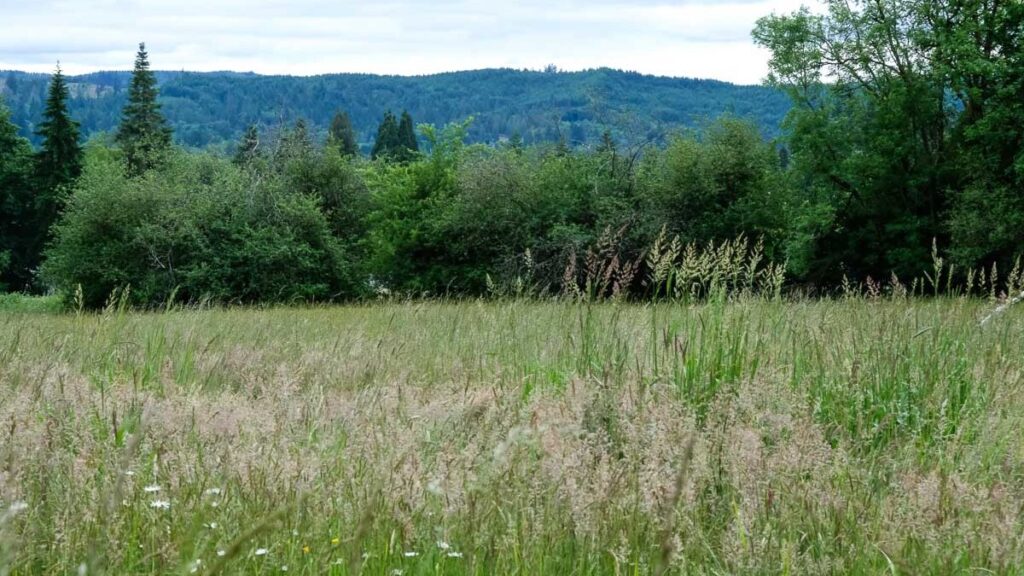 Green field with grass in flower and a gentle mountain range in the background